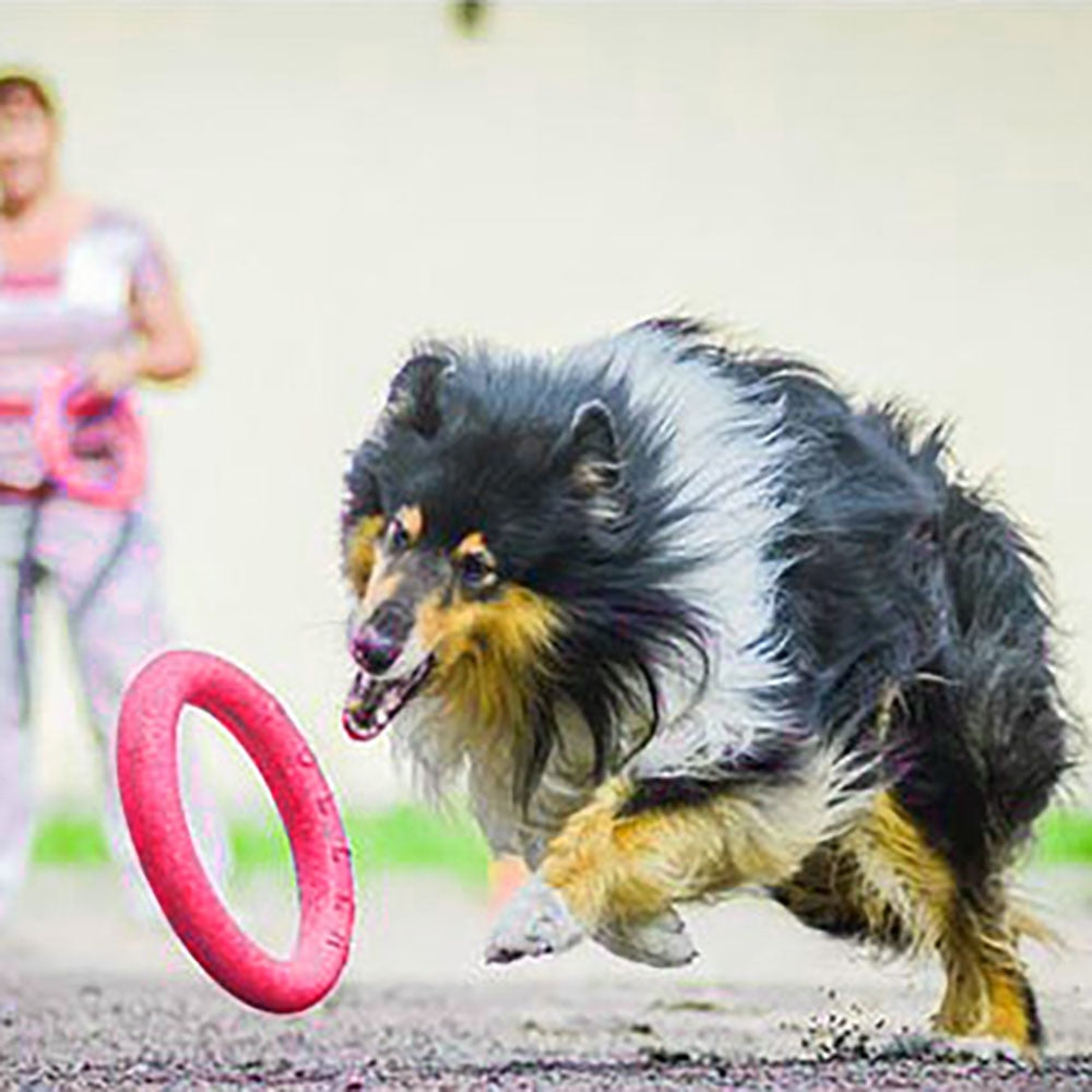 ActiveRing: Anello da Lancio per Addestramento Cani